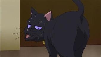 黑猫背影图片,神秘魅影的瞬间捕捉  第2张