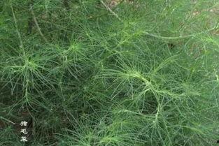 挖野菜图片  第2张