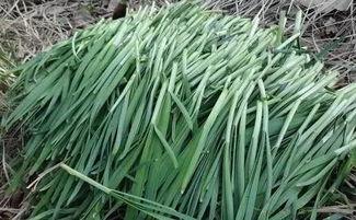 挖野菜图片  第3张